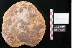Foto (Objekt + Etikett) von Sigillaria sp. (NHMW-GEO-2024-0188-11102)